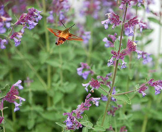 Nantucket Clear Winged Hummingbird Moth