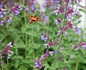 Nantucket Clear Winged Hummingbird Moth