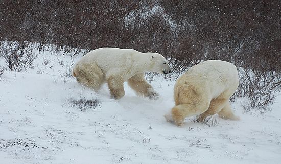 Churchill Polar Bears 2016 11-09