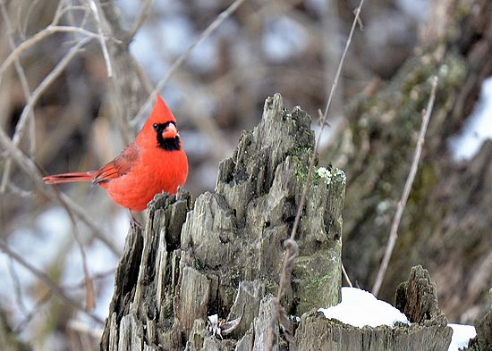 Beaver Marsh Cardinal
