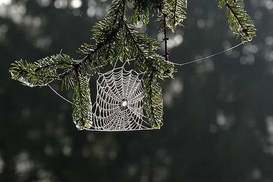 Morning spider web in pines