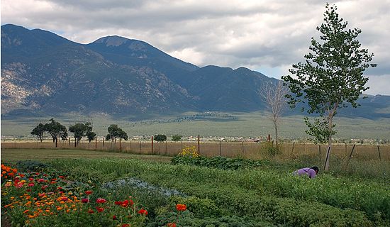 Field by Japanese restaurant outside Taos 106 2014 08-28