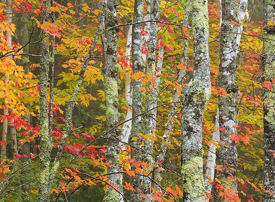 Fall Color\nOhio\nOctober 2015