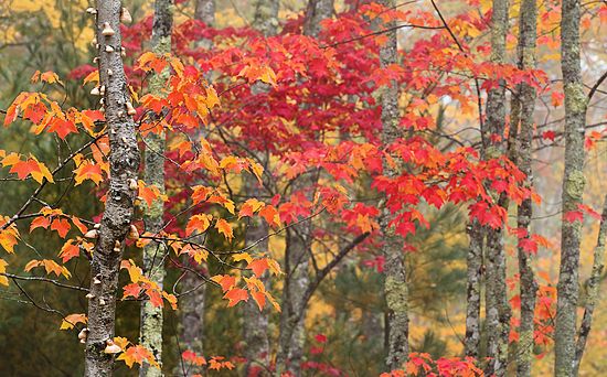 Fall Color\nOhio\nOctober 2015