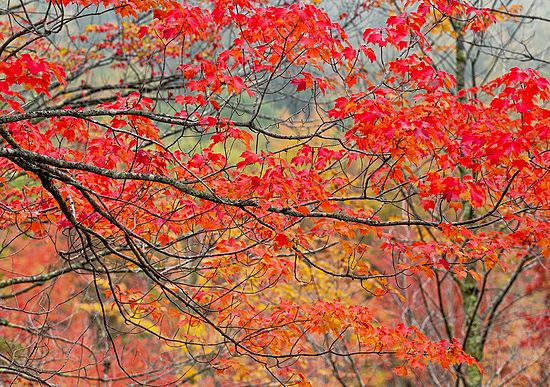 Fall Color\nOhio\nOctober 2015