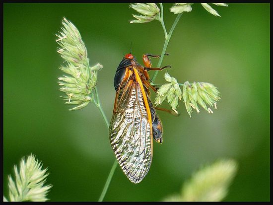 Cicada