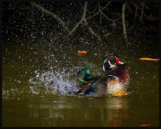 Wood Duck