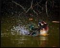 Wood Duck
