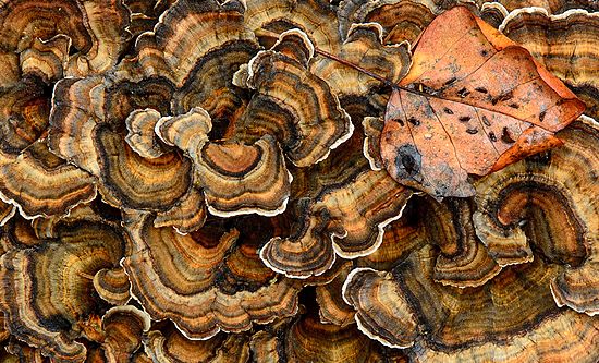 Turkey Tail with Poplar Leaf