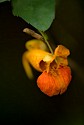 Miniature Orange Jewelweed sports Tons of Color In October.