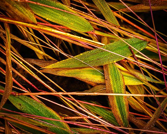 Texture and Color in the Marsh