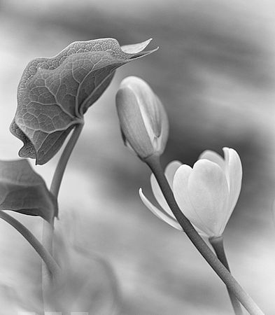 Brecksville Reservation