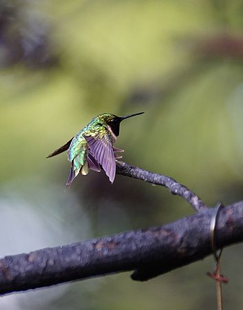 HUMMINGBIRD STRETCHES
