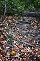 Along the trail after Blue Hen Falls