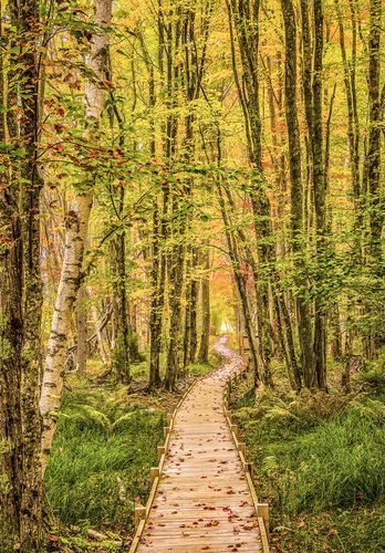 Sieur de Monts area, Acadia National Park, Maine
