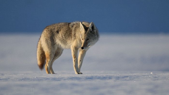 First Place\n\nWildlife\n\nCoyote on the Prowl\nGrand Teton NP