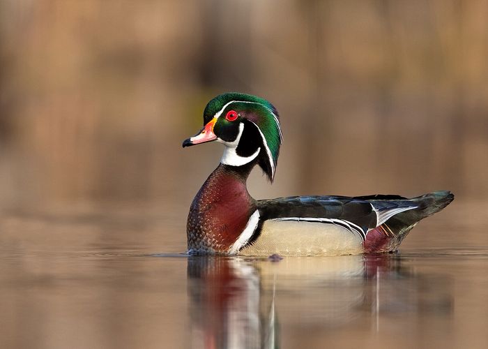 Honorable Mention\n\nWildlife\n\nWood Duck\nTinkers Creek State Nature Preserve