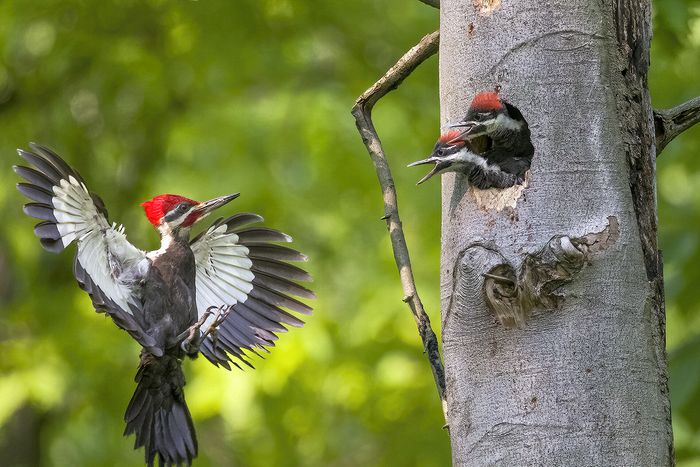 Honorable Mention\n\nWildlife\n\nLunch for Woodies\nVeterans Memorial Park, Mentor