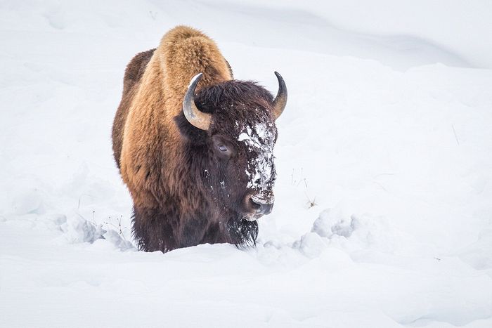 Honorable Mention\n\nWIldlife\n\nBison in Yellowstone\nYellowstone NP