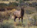 Honorable Mention\n\nWildlife\n\nRocky Mountain Elk\nRocky Mountain NP