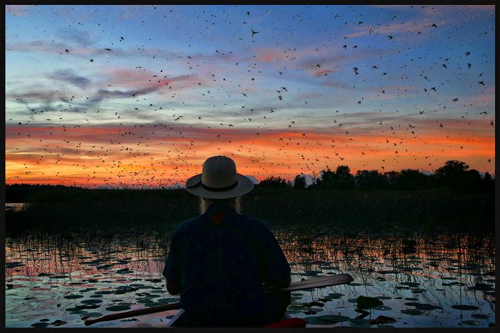 First Place\n\nHand of Man\n\nPurple Martins\nNimisilla Reservoir