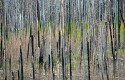 Landscape\n\nRebirth\nGlacier NP