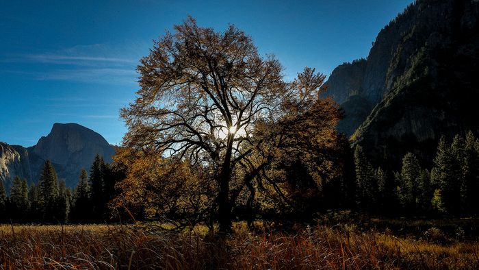 Landscape\n\nElm Tree\nYosemite NP