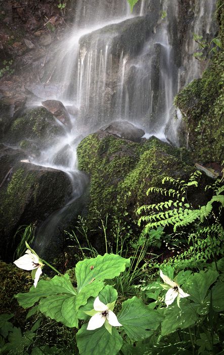 Landscape\n\nGreat Smokies Vernal Falls and Trillium\nGreat Smokiy Mountains NP