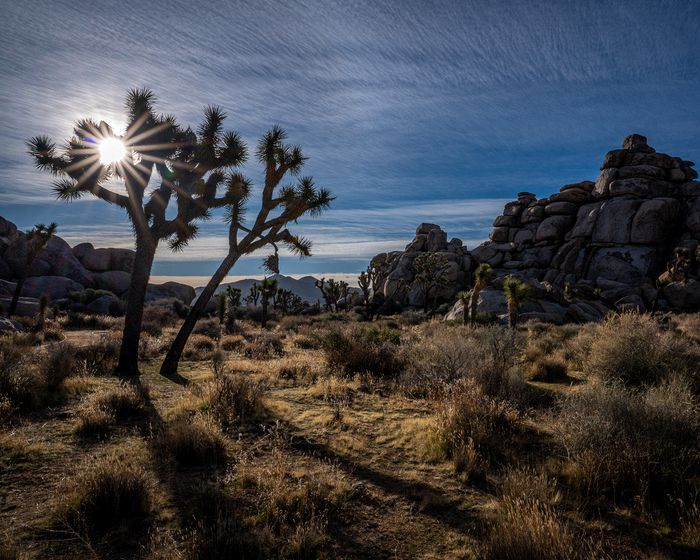 Landscape\n\nSolitude\nJoshua Tree NP