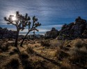 Landscape\n\nSolitude\nJoshua Tree NP