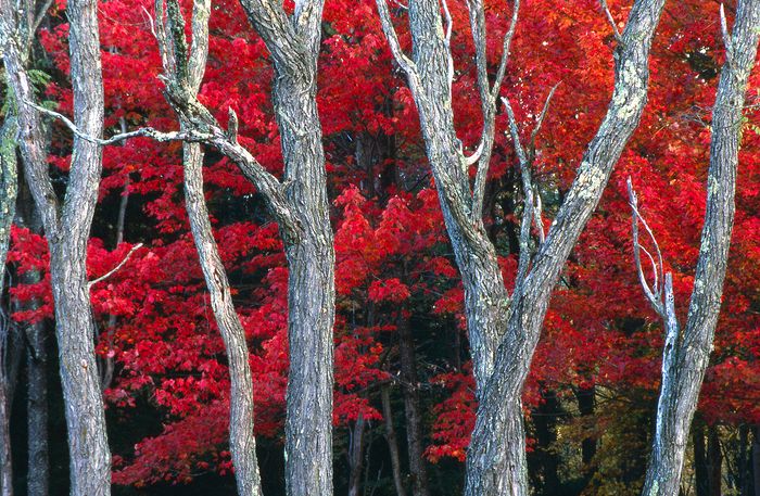 Landscape\n\nTrunks and Red\nBlackwater Falls SP