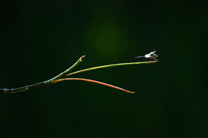 Wildlife\n\nMr. Dragon\nCVNP, Beavermarsh