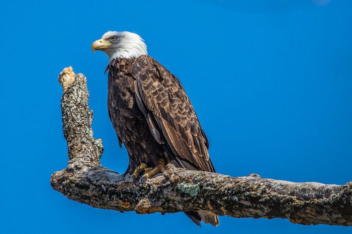 Wildlife\n\nBald Eagle on a Branch\nCVNP