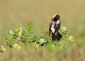 Wildlife\n\nBobolink\nBath Nature Preserve