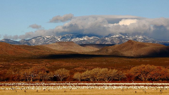 Wildlife\n\nSandhill Cranes and Snow Geese\nBosque del Apache NWR