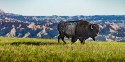 Wildlife\n\nBuffalo\nBadlands NP