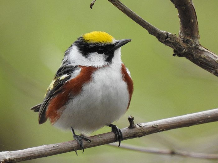 Wildlife\n\nChestnut Sided Warbler\nMagee Marsh State Wildlife Area