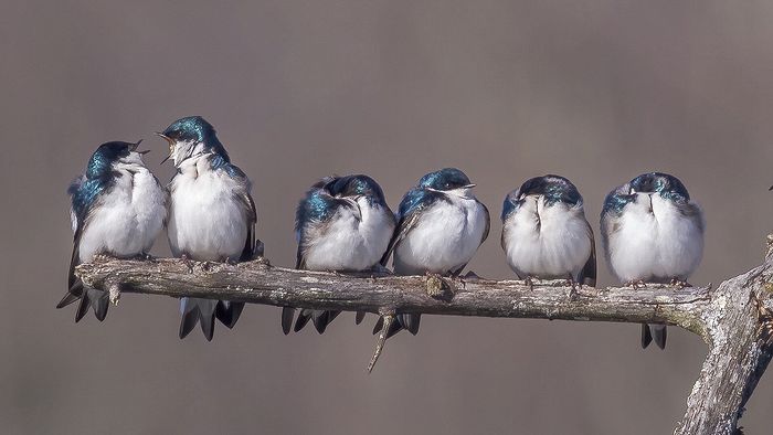 Wildlife\n\nCold Morning Wake-up\nCVNP, Beavermarsh