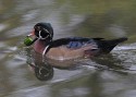 Wildlife\n\nWood Duck\nCVNP