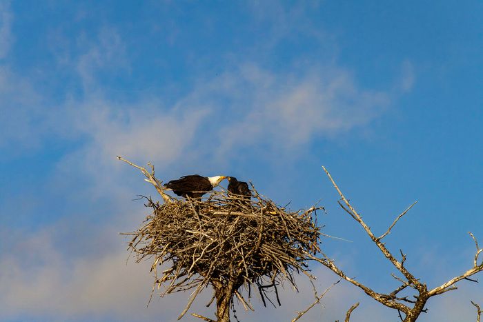 Wildlife\n\nEagles Nest\nYellowstone NP