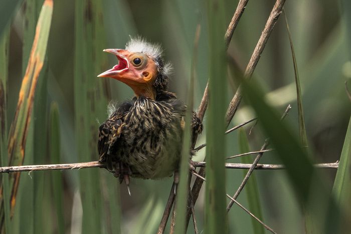 Wildlife\n\nFledgling waiting for food\nCVNP