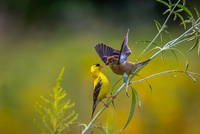 Wildlife\n\nGoldfinch Feeding Baby\nMonroe Falls MetroPark