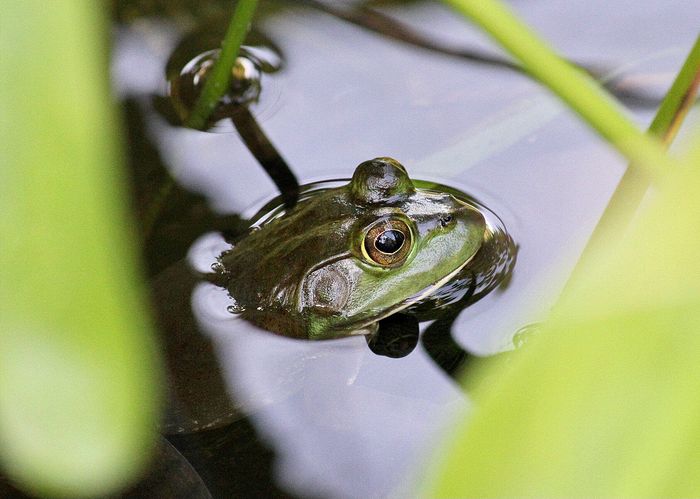 Wildlife\n\nMy Happy Place\nNatureRealm