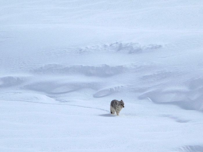 Wildlife\n\nLone Coyote\nYellowstone NP