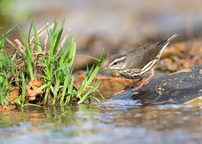 Wildlife\n\nLouisiana Waterthrush\nShawnee State Park