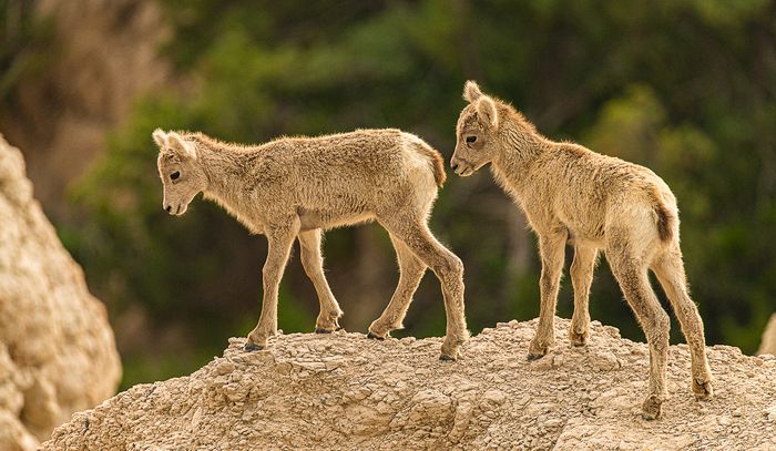 Wildlife\n\nMountain Goats\nBadlands NP