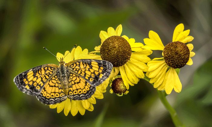 Wildlife\n\nPearl Crescent Butterfly\nCVNP, Kendall Hills