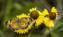 Wildlife\n\nPearl Crescent Butterfly\nCVNP, Kendall Hills