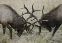 Wildlife\n\nAnimal Interaction\nRocky Mountain NP