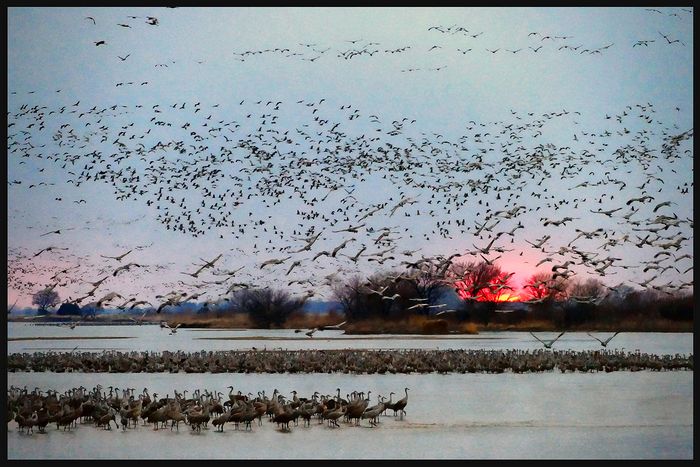 Wildlife\n\nSandhill Crane MIgration\nPlatte River, NB